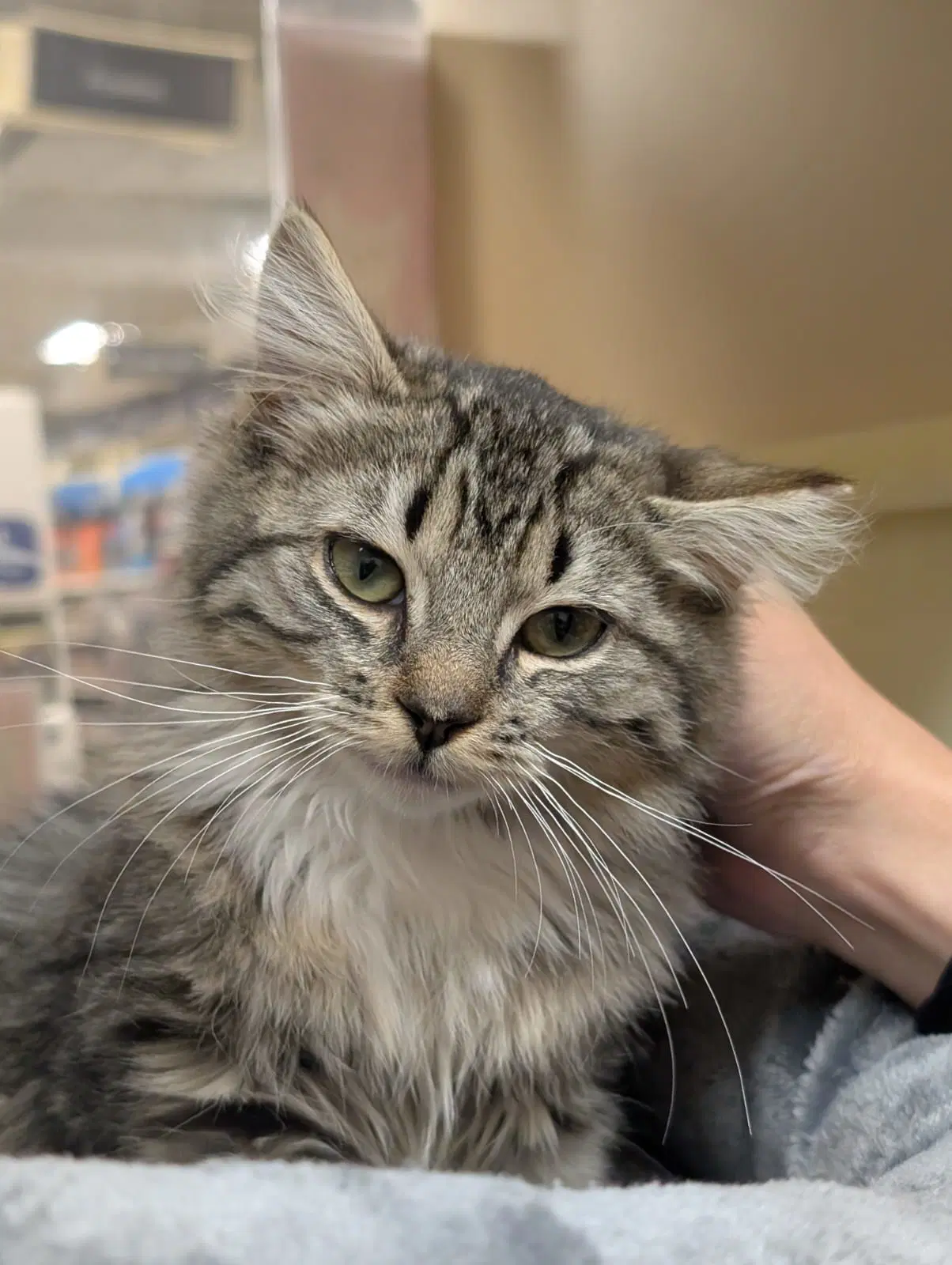 Norah - Female Teen Kitten - Domestic Medium Hair