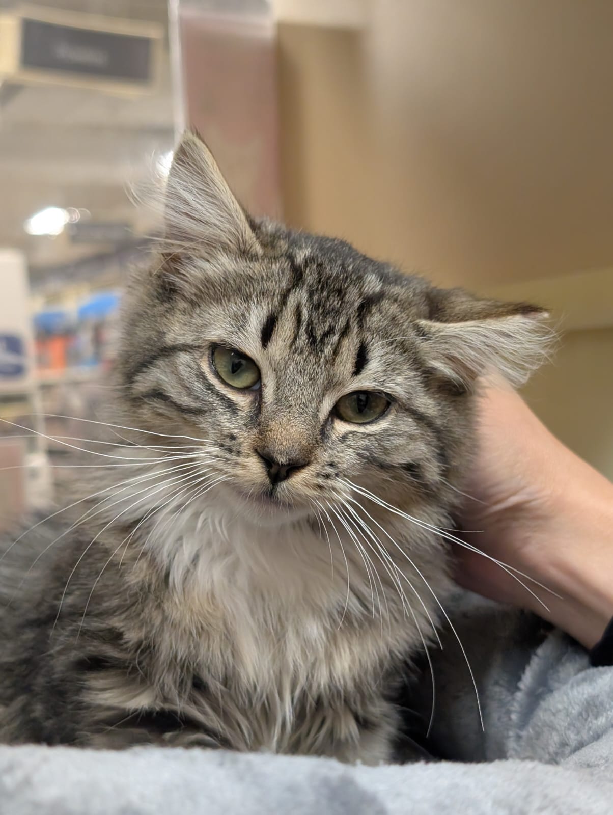 Norah - Female Teen Kitten