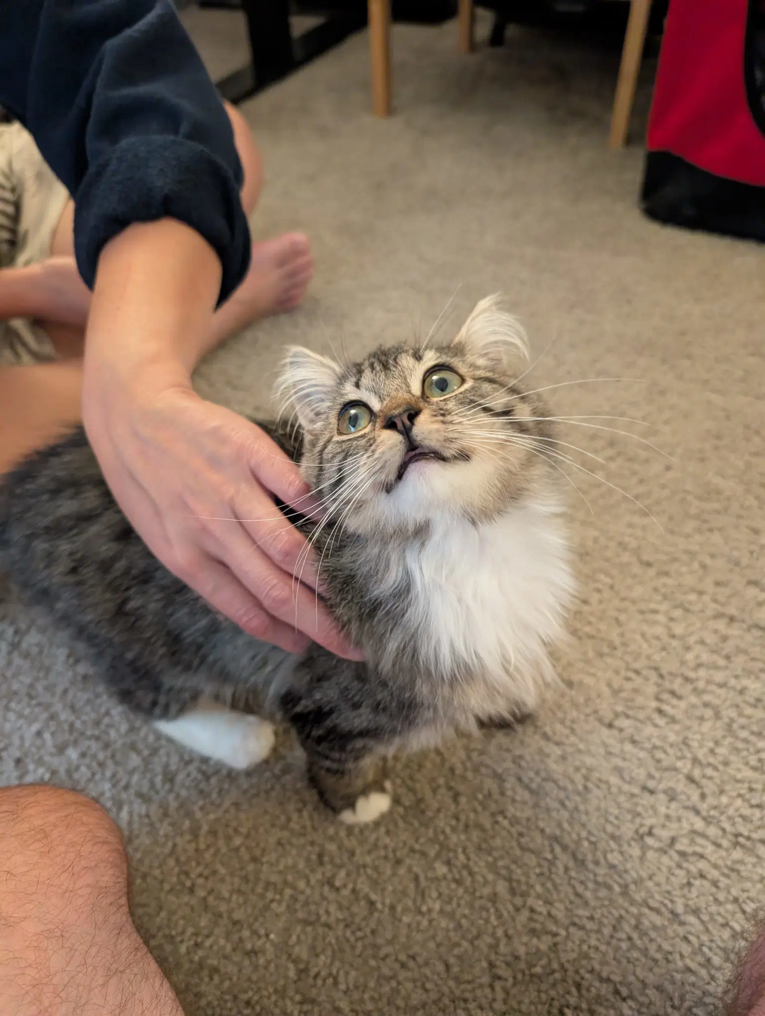 Norah - Female Teen Kitten image 3