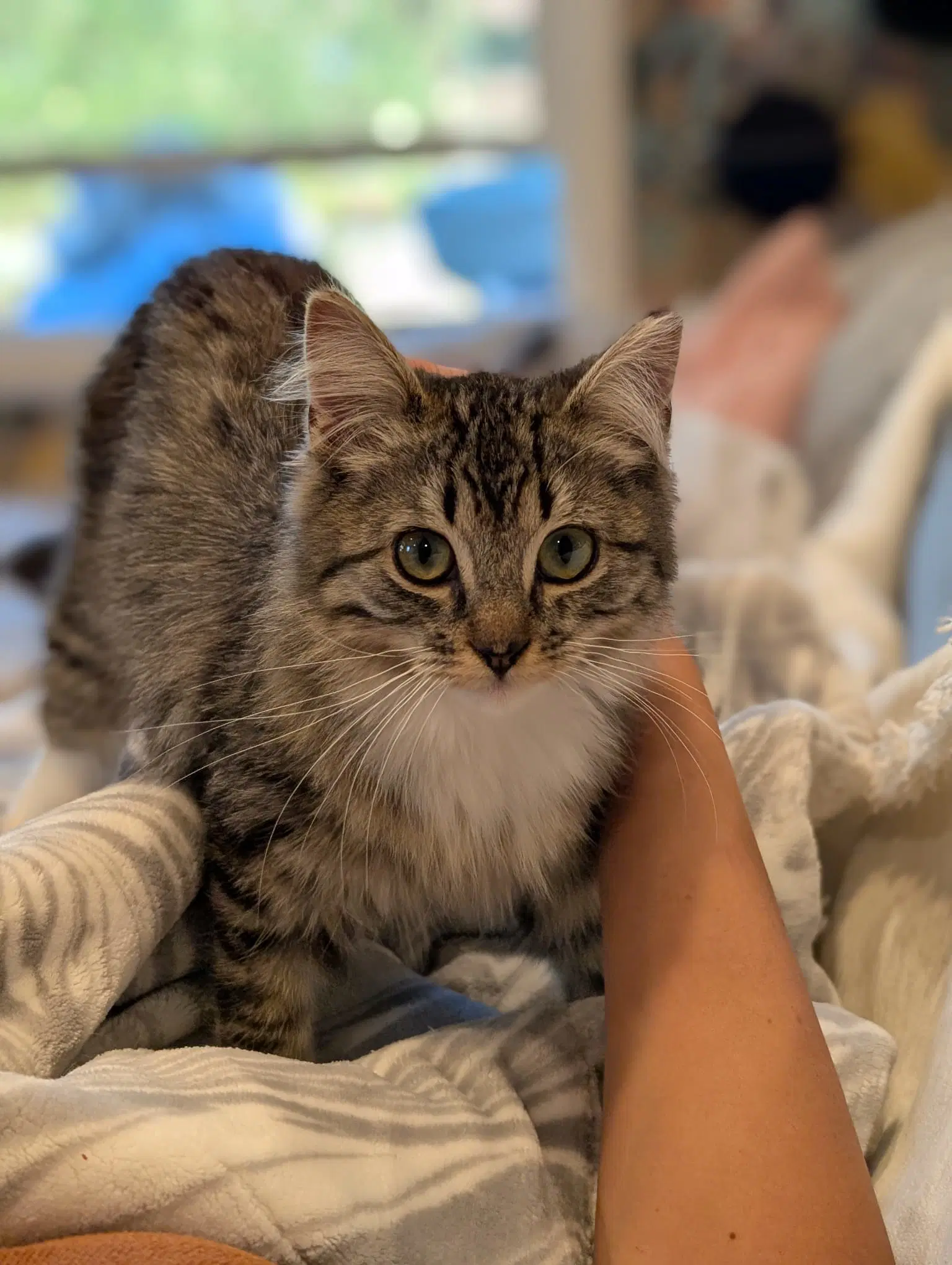 Norah - Female Teen Kitten image 4