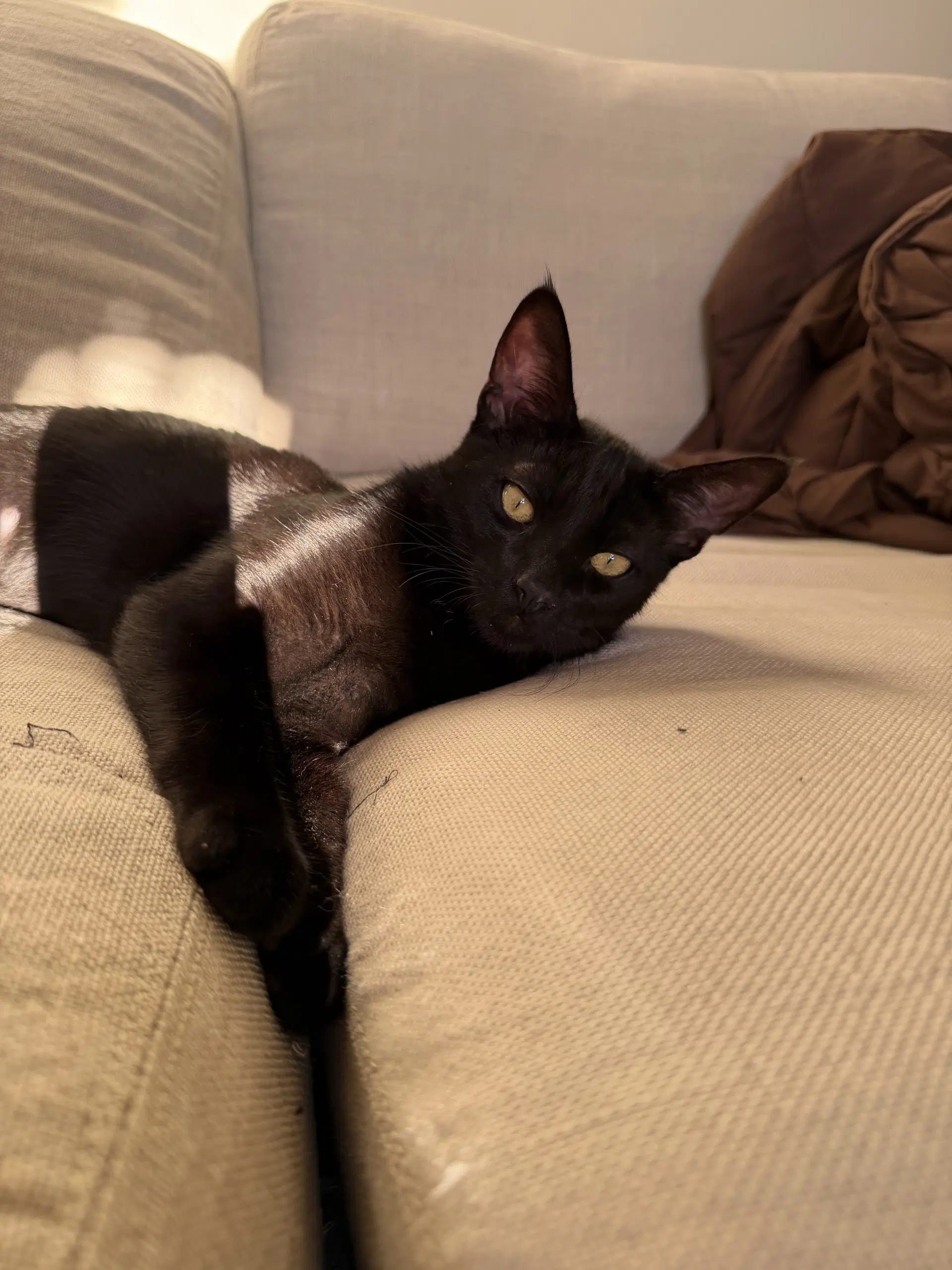 Lucas - Male Teen Kitten image 3