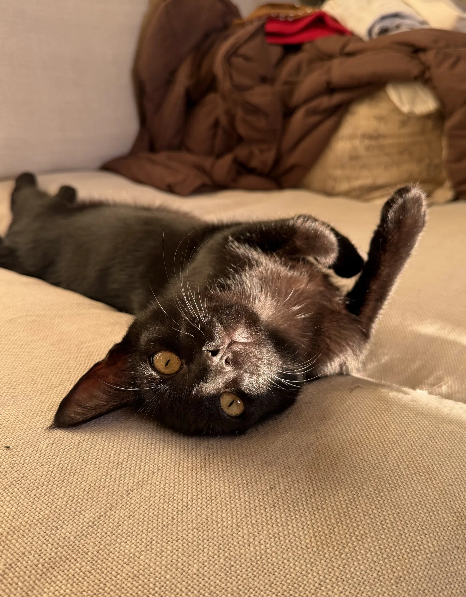 Lucas - Male Teen Kitten image 4