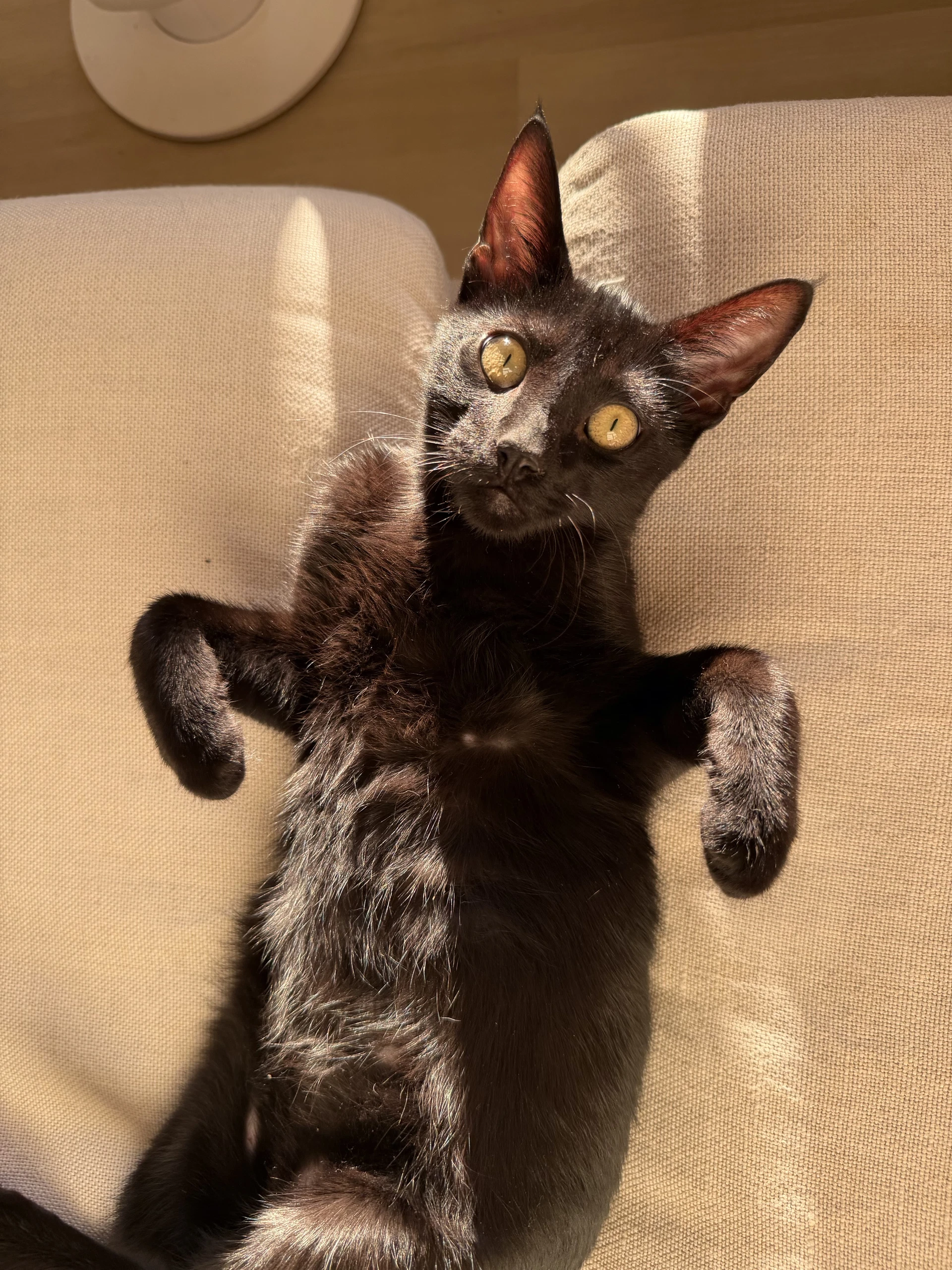 Lucas - Male Teen Kitten