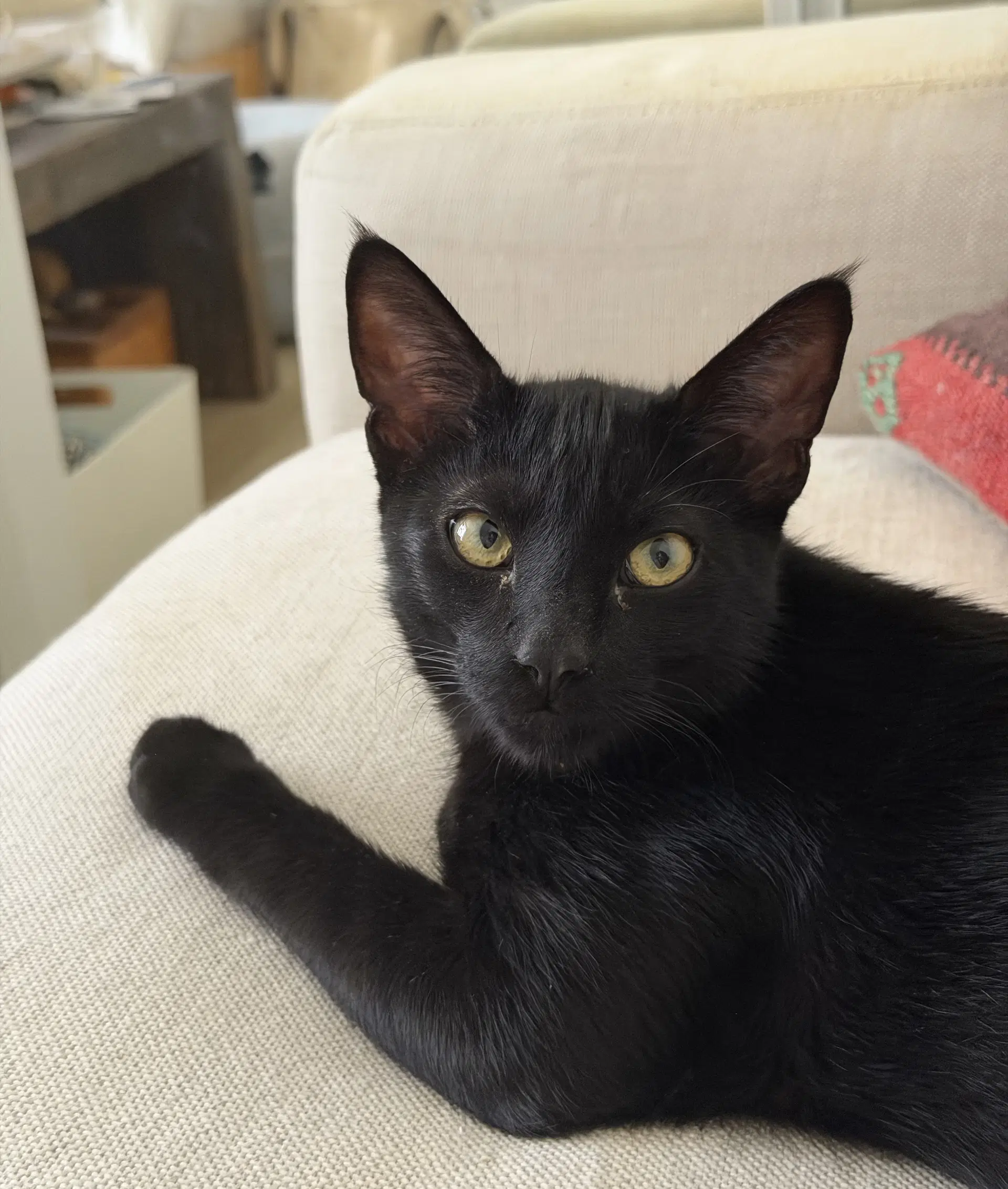 Lucas - Male Teen Kitten image 2