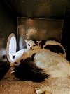 adoptable Cat in naples, FL named Jake