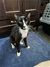 adoptable Cat in naples, FL named Teddy