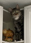 Ezekiel (Zeeke) and Tigger - Photo 3