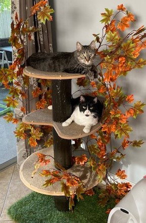 EZEKIEL (ZEEKE) AND TIGGER - Domestic Short Hair available for adoption
