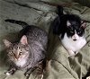 adoptable Cat in naples, FL named Ezekiel (Zeeke) and Tigger