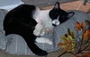 Ezekiel (Zeeke) and Tigger - Photo 4