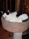 adoptable Cat in naples, FL named Shyla