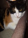 adoptable Cat in naples, FL named Tarazilla