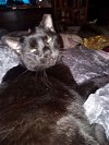 adoptable Cat in naples, FL named Samuel