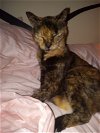 adoptable Cat in naples, fl, FL named Cally