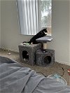 adoptable Cat in naples, FL named Kitty