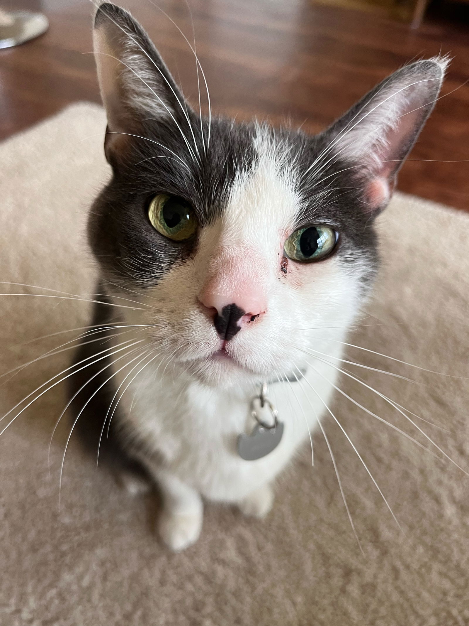 adoptable Cat in Naples, FL named Milo