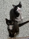 adoptable Cat in Naples, FL named Josie and Chevy