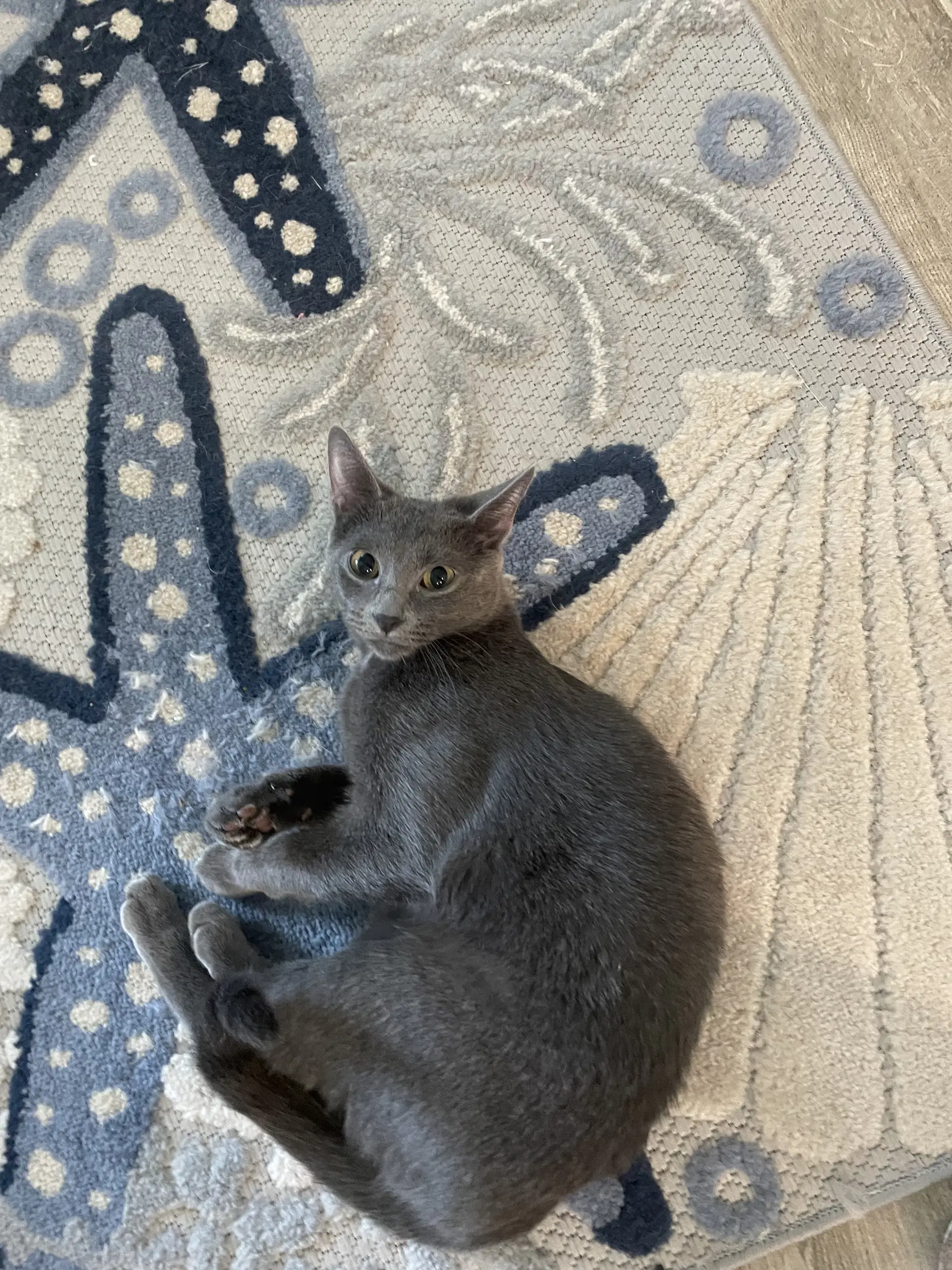 Taylor - Domestic Short Hair