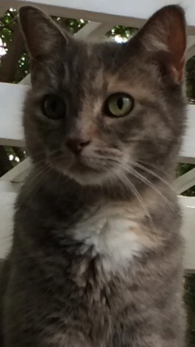 Kitty