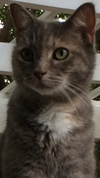 Kitty - Photo 1