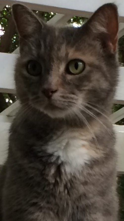 KITTY - Domestic Short Hair available for adoption