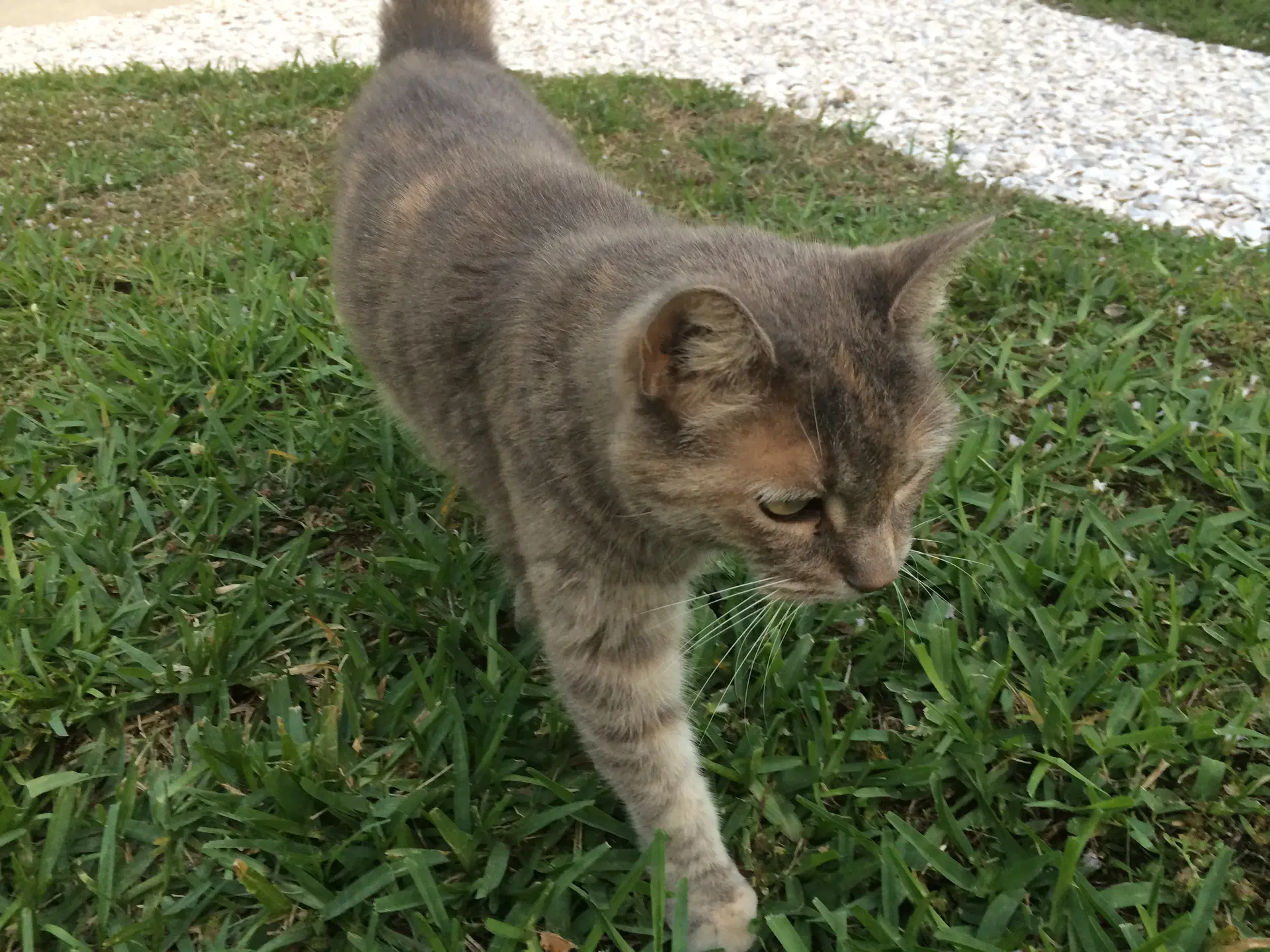 Kitty image 2
