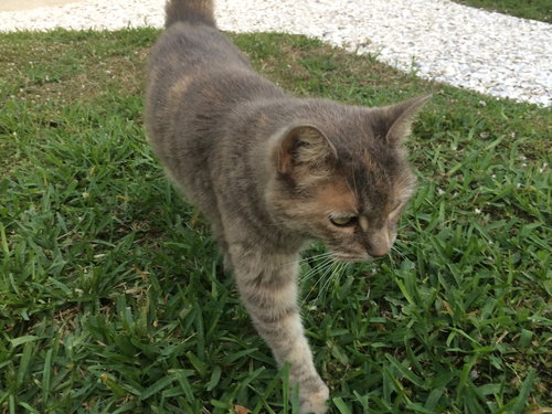 KITTY - Domestic Short Hair available for adoption