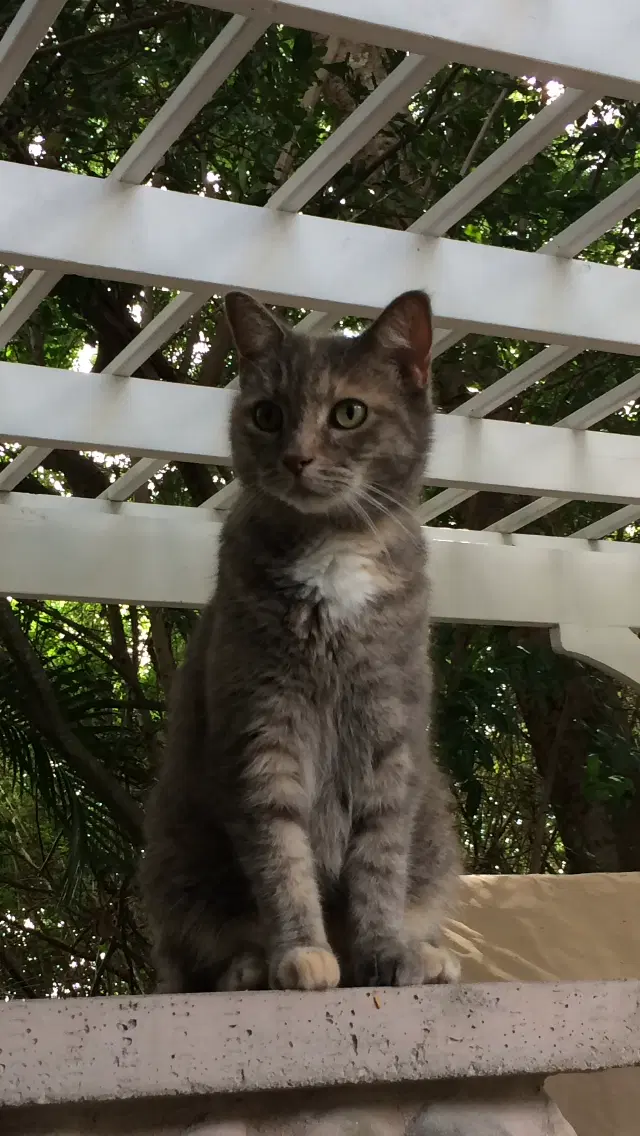 Kitty image 3