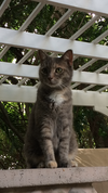 Kitty - Photo 3