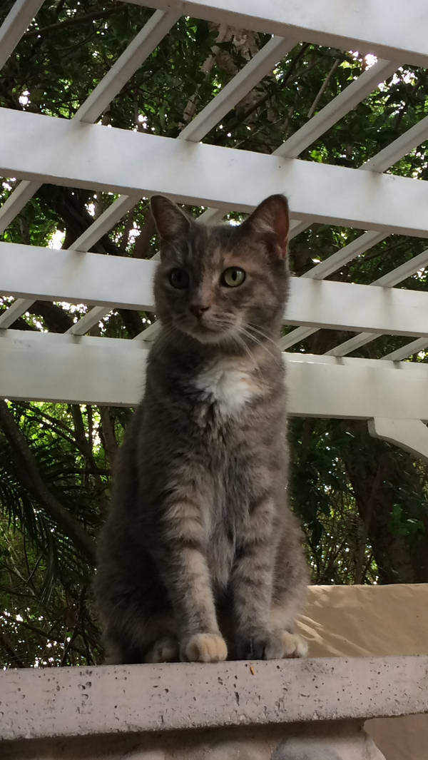 Kitty