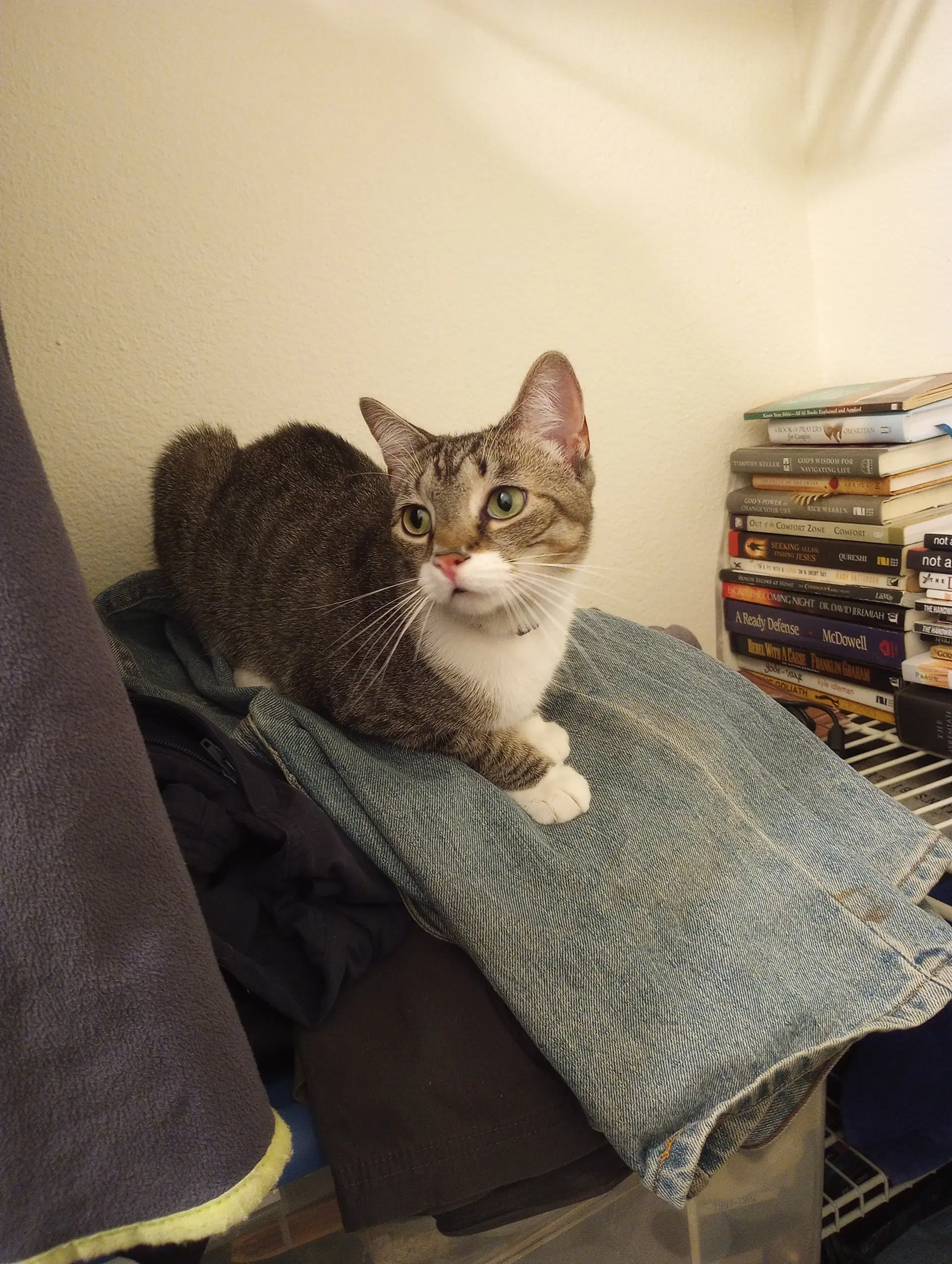 Mariah - Domestic Short Hair