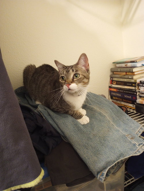 MARIAH - Domestic Short Hair available for adoption