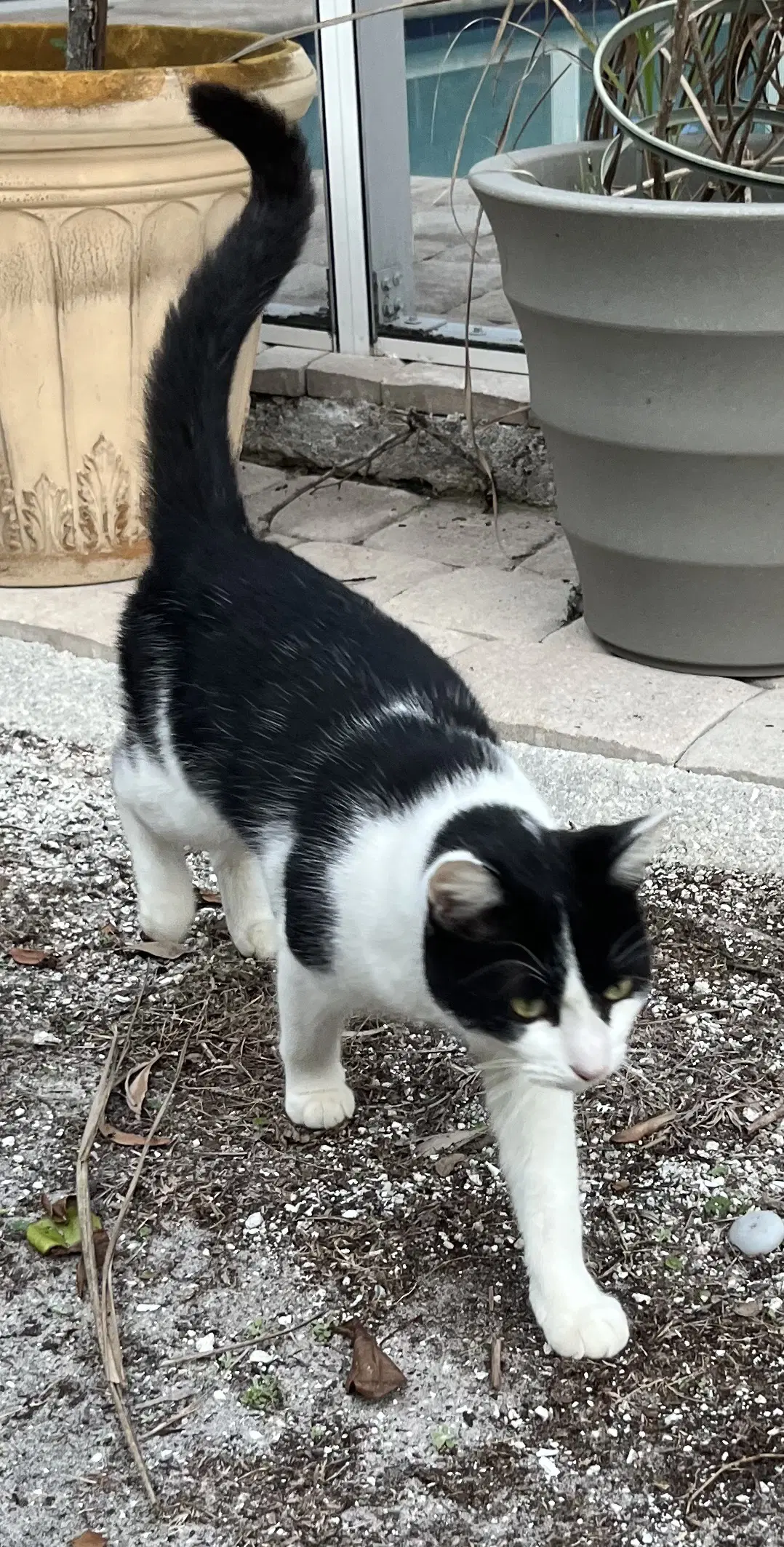 Molly - Domestic Short Hair