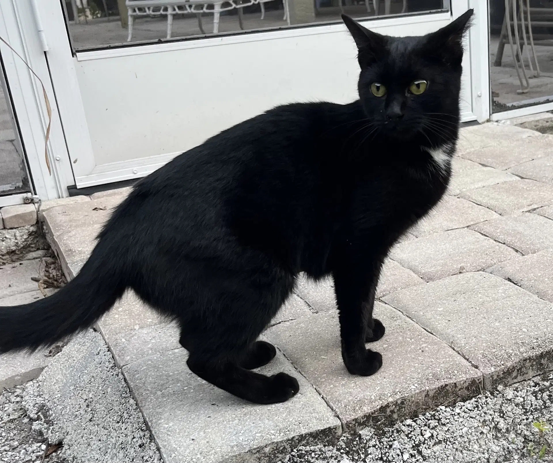 Pretty - Domestic Short Hair