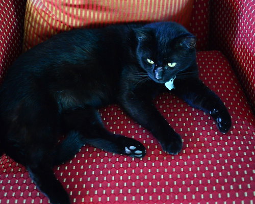 MOWGLI - Domestic Short Hair available for adoption