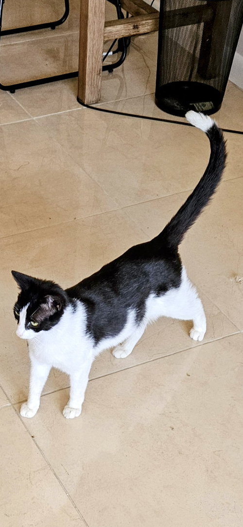 TIP - Domestic Short Hair available for adoption