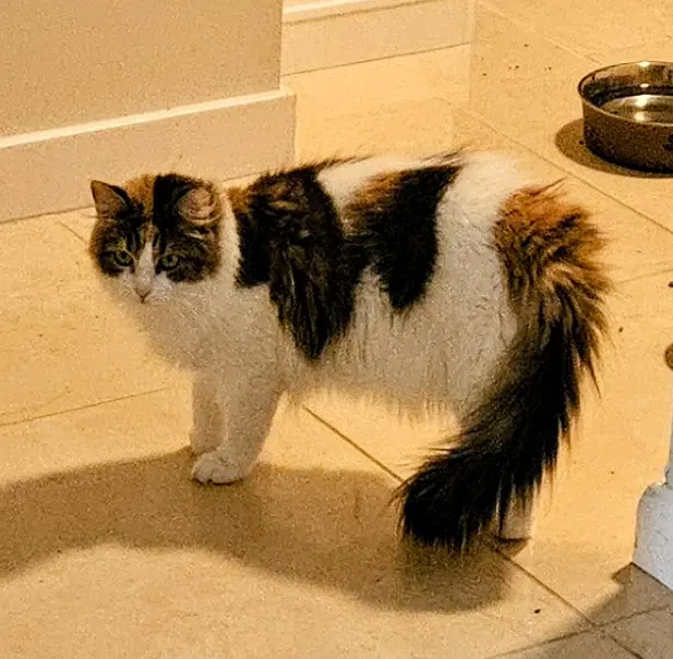 Trixie image 2