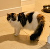 Trixie - Photo 2