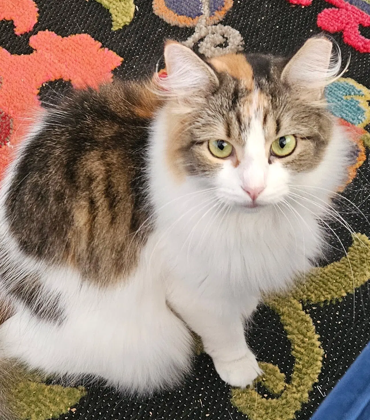Trixie - Domestic Long Hair