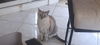 adoptable Cat in  named Izzie