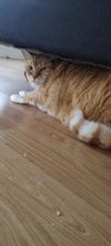 adoptable Cat in  named Cooper