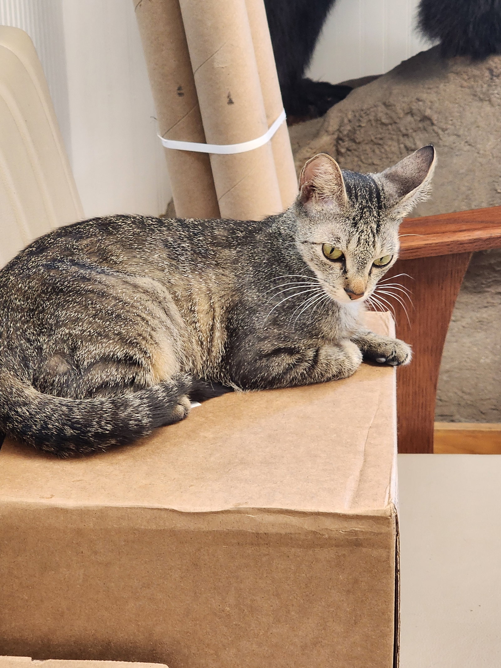 KitCat