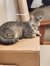 KitCat - Photo 1
