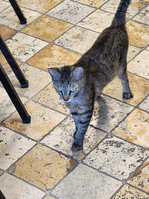 KITCAT - Domestic Short Hair available for adoption