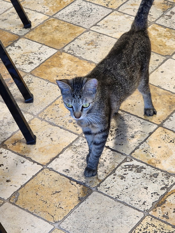 KitCat