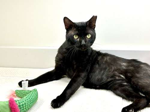BRAVEHEART - Domestic Short Hair available for adoption