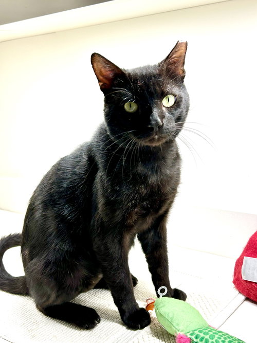 BRAVEHEART - Domestic Short Hair available for adoption
