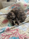 adoptable Cat in  named Goldie