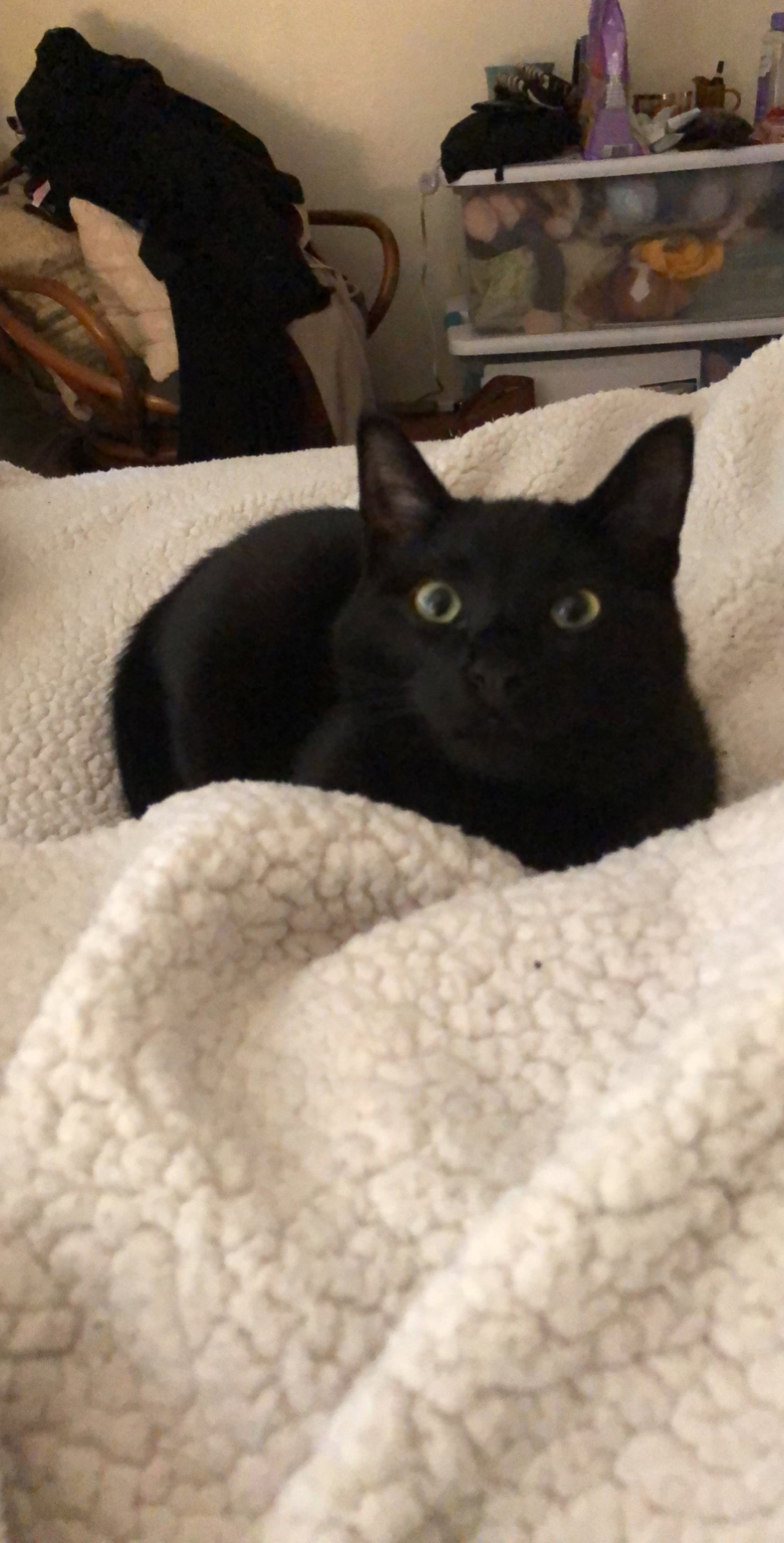BONDED PAIR: Ferguson and Candice