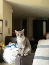 BONDED PAIR: Ferguson and Candice - Photo 2